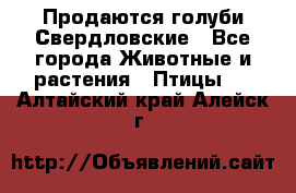 Продаются голуби Свердловские - Все города Животные и растения » Птицы   . Алтайский край,Алейск г.